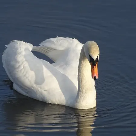 Zur Sonne Wittenweier Penzion Schwanau