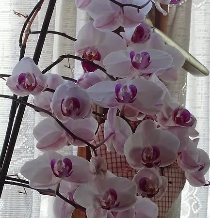 Zur Sonne Wittenweier